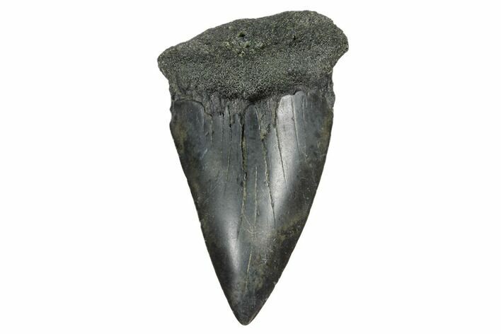 Fossil Broad-Toothed Mako Tooth - South Carolina #172063